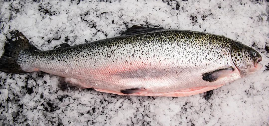 BioMar“2023年度智利十佳三文鱼养殖场”颁奖，，Australis载誉而归！！！！